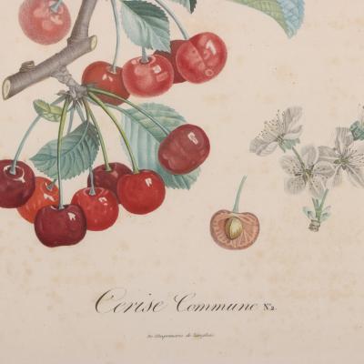 Pierre Jean Francois Turpin Set of 4 Botanical Fruit Prints by Pierre Francis Turpin French 1775 1840 