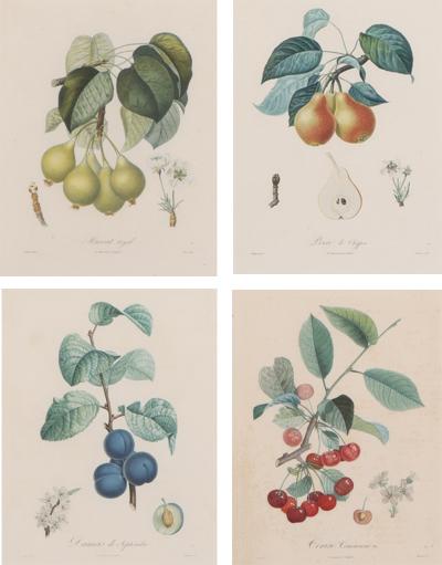 Pierre Jean Francois Turpin Set of 4 Botanical Fruit Prints by Pierre Francis Turpin French 1775 1840 
