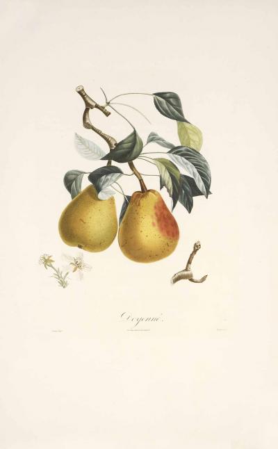 Pierre Jean Francois Turpin Trait des arbres fruitiers A Set of Pears