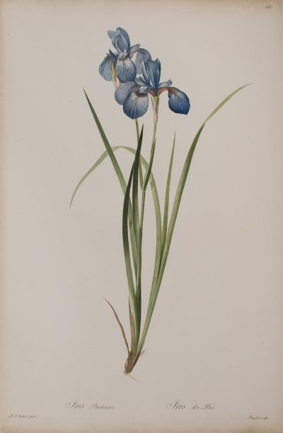 Pierre Joseph Redout Iris Pratensis