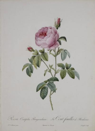 Pierre Joseph Redout PIERRE JOSEPH REDOUT 1759 1840 ROSA CENTIFOLIA BURGUNDIACA