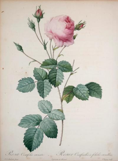 Pierre Joseph Redout PIERRE JOSEPH REDOUT 1759 1840 ROSA CENTIFOLIA CRENATA