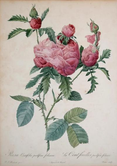 Pierre-Joseph Redouté Botanical Illustrations Roses Flowers 