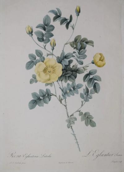 Pierre Joseph Redout PIERRE JOSEPH REDOUT 1759 1840 ROSA EGLANTERIA LUTEOLA