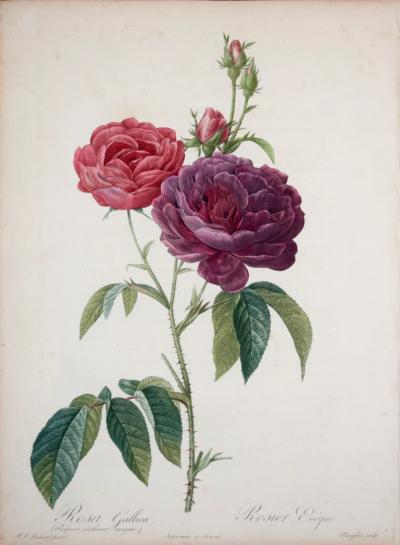 Pierre Joseph Redout PIERRE JOSEPH REDOUT 1759 1840 ROSA GALLICA