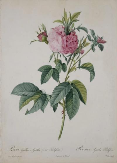 Pierre Joseph Redout PIERRE JOSEPH REDOUT 1759 1840 ROSA GALLICA AGATHA VAR PROLIFERA 