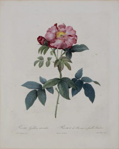 Pierre Joseph Redout PIERRE JOSEPH REDOUT 1759 1840 ROSA GALLICA CAERULEA