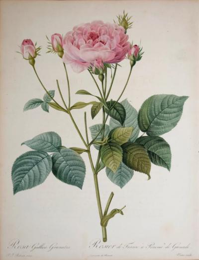 Pierre Joseph Redout PIERRE JOSEPH REDOUT 1759 1840 ROSA GALLICA GRANATUS