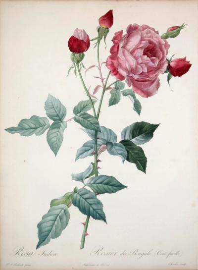 Pierre Joseph Redout PIERRE JOSEPH REDOUT 1759 1840 ROSA INDICA