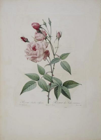 Pierre Joseph Redout PIERRE JOSEPH REDOUT 1759 1840 ROSA INDICA VULGARIS