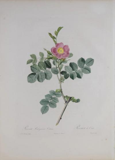 Pierre Joseph Redout PIERRE JOSEPH REDOUT 1759 1840 ROSA RUBIGINOSA CRETICA