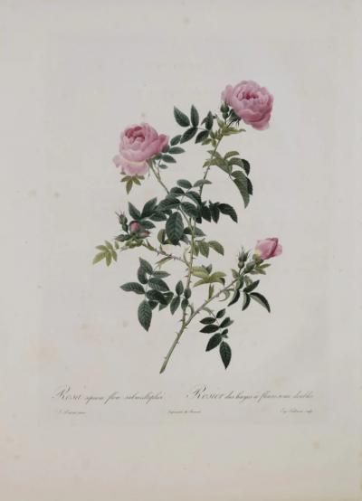 Pierre Joseph Redout PIERRE JOSEPH REDOUT 1759 1840 ROSA SEPIUM FLORE SUBMULTIPLIA