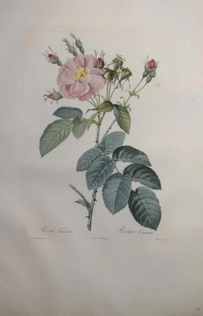 Pierre Joseph Redout PIERRE JOSEPH REDOUT 1759 1840 ROSA TEMENTOSA