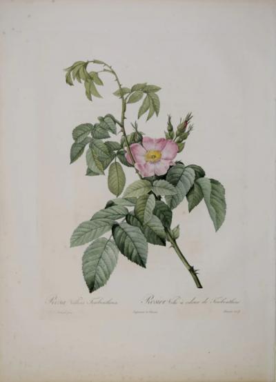 Pierre Joseph Redout PIERRE JOSEPH REDOUT 1759 1840 ROSA VILLOSA TEREBENTHINA