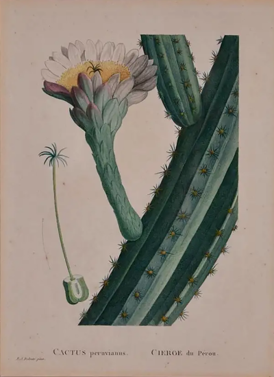 Pierre Joseph Redout Redoute Hand colored Engraving of Cactus Flowers Cactus Peruvianus Cierge 