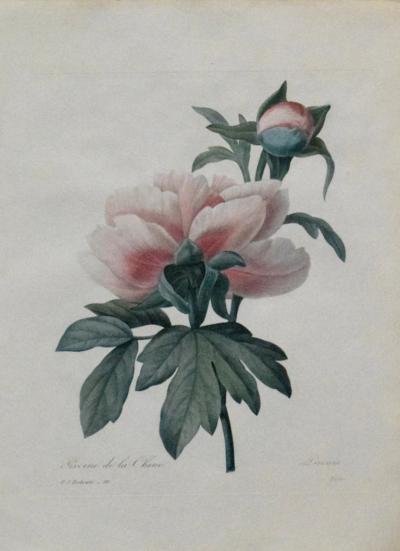 Pierre Joseph Redoute PIERRE JOSEPH REDOUTE 1759 1840 PIVOINE DE LA CHINE PAEONIA