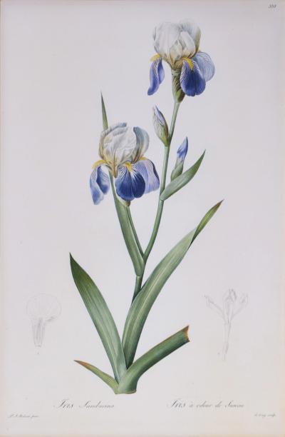 Pierre-Joseph Redouté - Redoute, Set of Twelve Irises, stipple-engraved ...