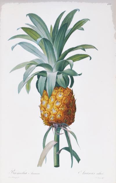 Pierre Joseph Redoute Set of Three Bromelia Pineapples 