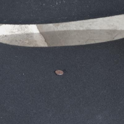 Pierre Paulin Pierre Paulin Groovy armchair 1970s 