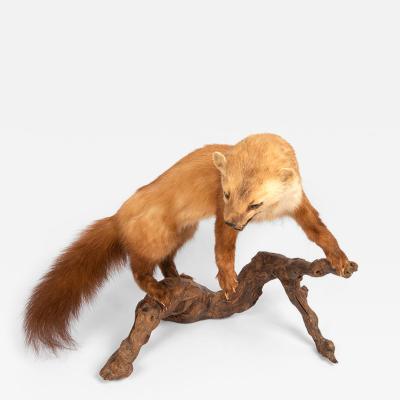 Pine marten