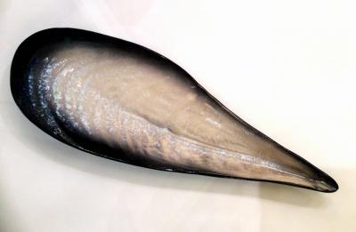 Pol Chambost Large great shell bowl by Pol Chambost