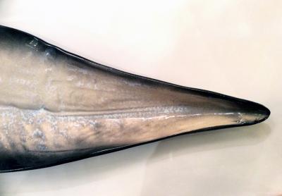 Pol Chambost Large great shell bowl by Pol Chambost