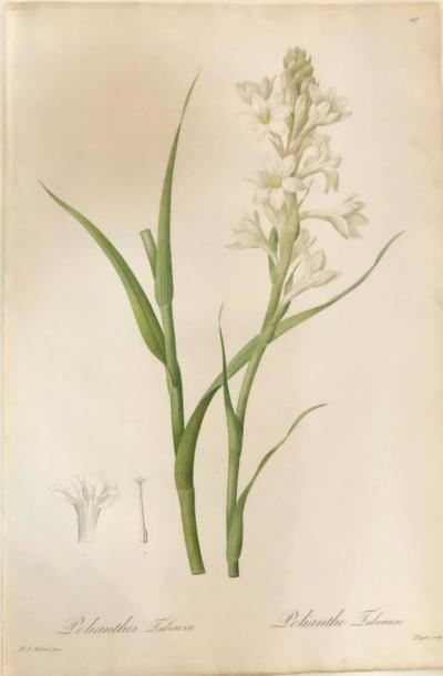 Polianthes Tuberosa Hand Colored Engraving Signed P J Redoute