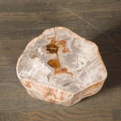 Polished Petrified Wood Side Table Stool w Agate Inclusions Natural Graining
