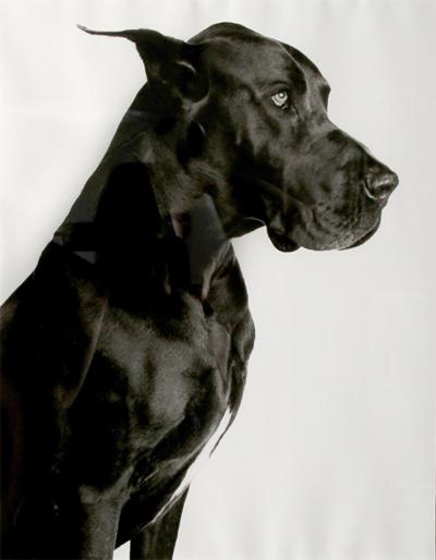 Portrait of a Great Dane