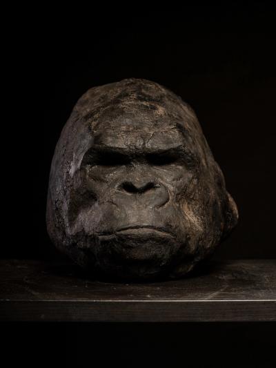 Primal Echo Sculpted Gorilla Head in burned Clay
