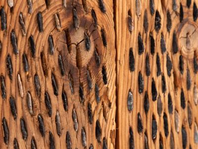 Primitave Wood and Stone Wheat Thresher