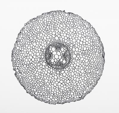 Quatro Series Dicot Root 