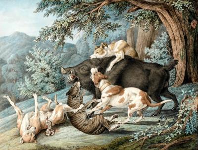RAPHAEL WINTTER RAPHAEL WINTTER GERMAN 1784 1852 DOGS ATTACKING A BOAR