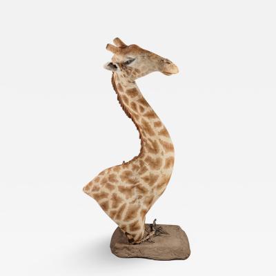 RARE EXTREMELY WELL PREPARED LATE 20TH CENTURY TAXIDERMY AFRICAN BULL GIRAFFE