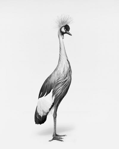 Randal Ford African Crane No 1 BW 