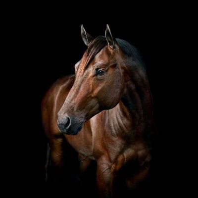 Randal Ford American Quarter Horse No 3