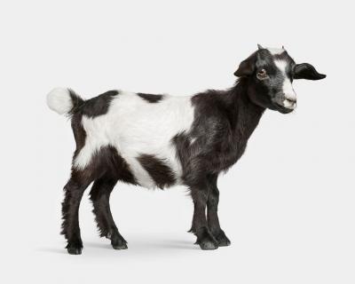 Randal Ford Baby Goat No 2