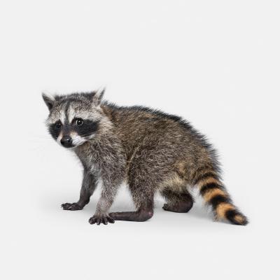 Randal Ford Baby Raccoon