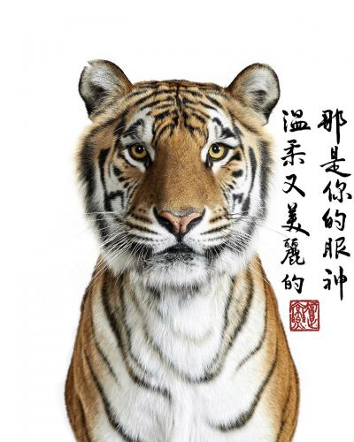 Randal Ford Bengal Tiger Collaboration with Steven C Rockefeller Jr 
