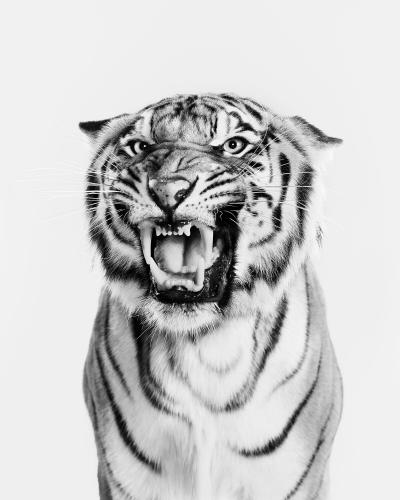 Randal Ford Bengal Tiger No 2 BW 