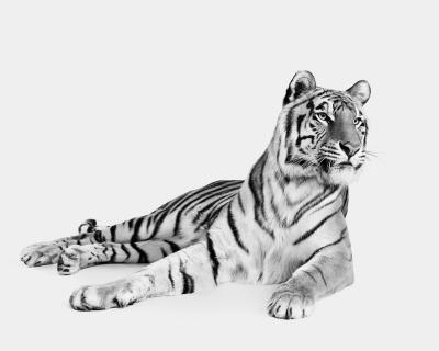 Randal Ford Bengal Tiger No 3 BW 