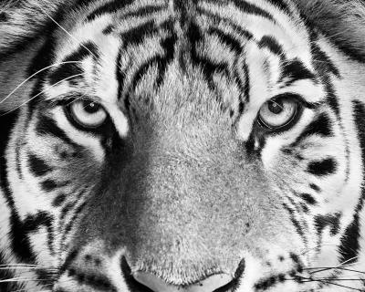 Randal Ford Bengal Tiger No 4 BW 