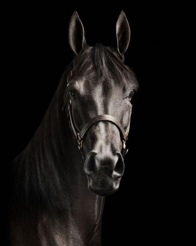 Randal Ford Black Arabian Horse No 2