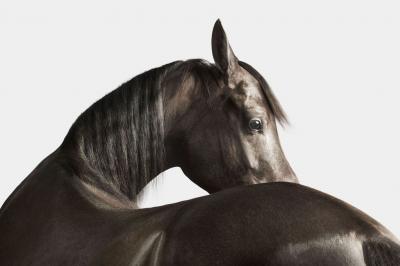 Randal Ford Black Arabian Horse No 3