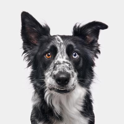 Randal Ford Border Collie