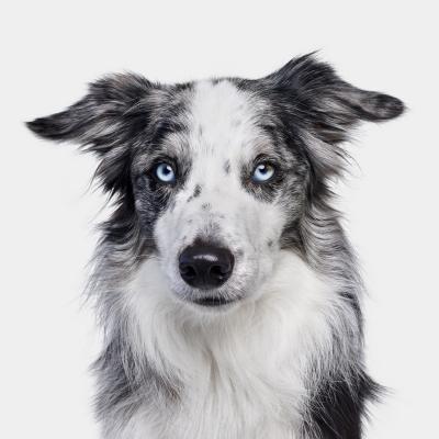 Randal Ford Border Collie