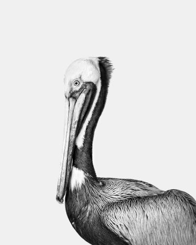Randal Ford Brown Pelican BW 