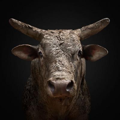 Randal Ford Bucking Rodeo Bull No 2