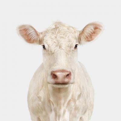 Randal Ford Charolais Heifer