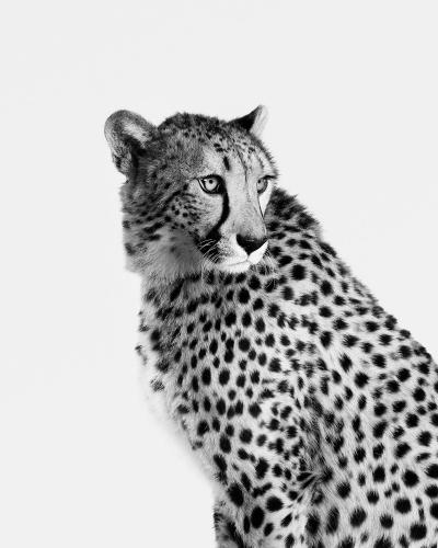 Randal Ford Cheetah No 1 BW 